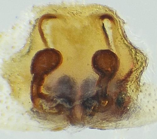 Pardosa agrestis